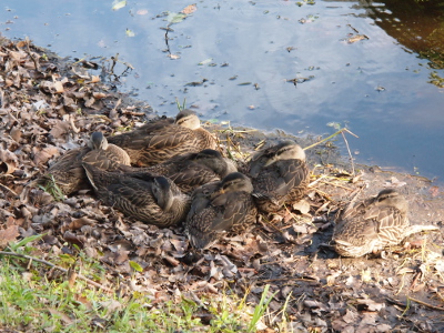 [The seven large ducklings are huddled together near the water's edge as they nap.]